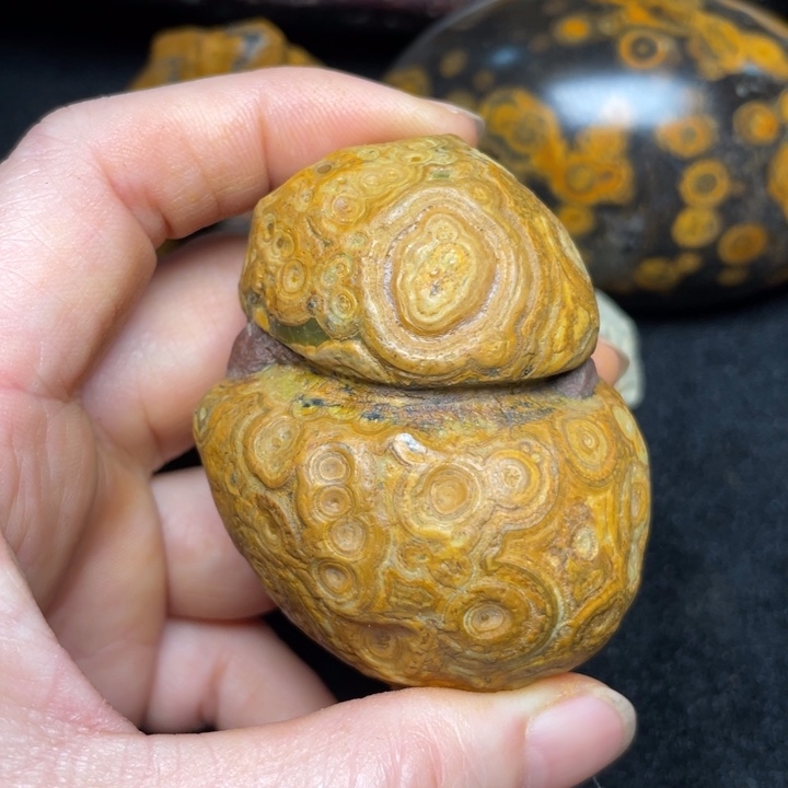 石材九眼页岩钱币石原石86