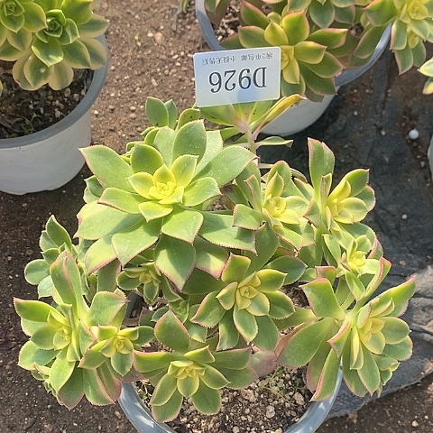 926艳日辉多肉发货叶片有黑斑