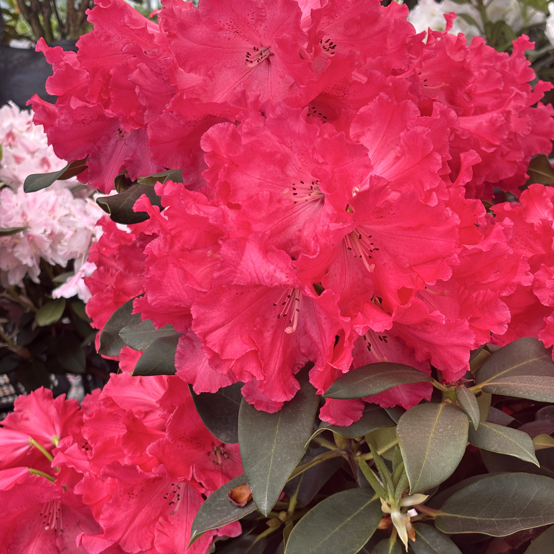 理格尔 小盆带花苞发货（到货不换盆）