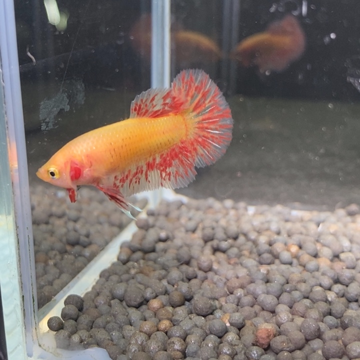 斗鱼泰国斗鱼83号