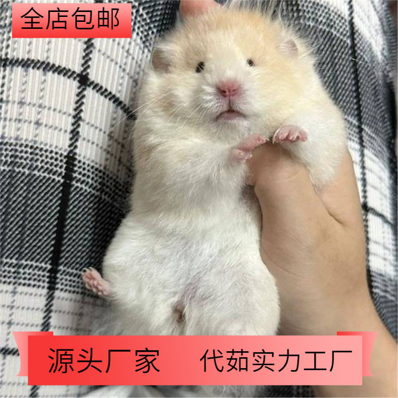 长毛金丝熊活物已打疫苗小仓鼠长毛熊稀有波利宝宝卷毛熊宠物