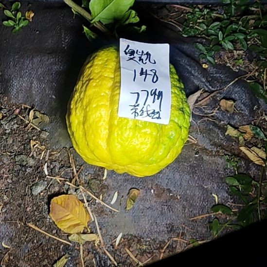 奥***凯小黄金哈哈刚刚搞好刚刚好