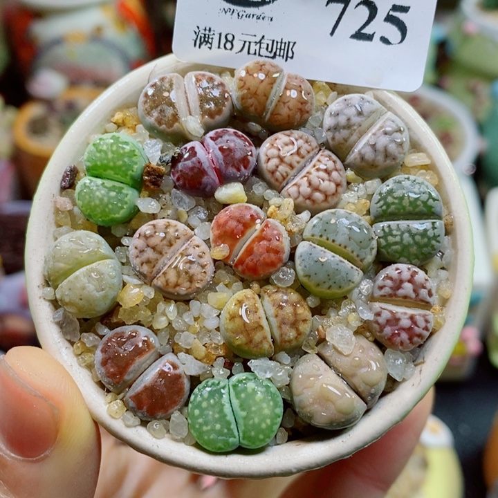 生石花花花花花花725