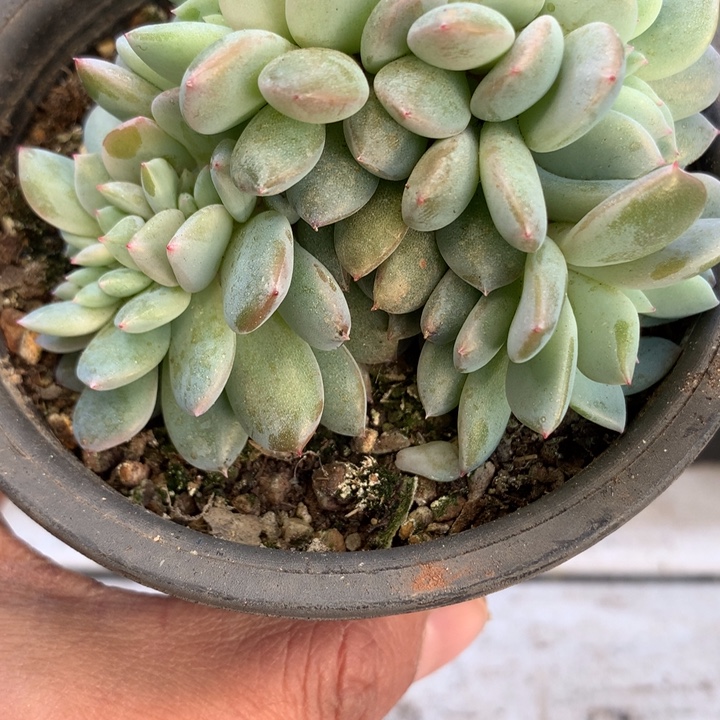 梦露缀化脱土发货