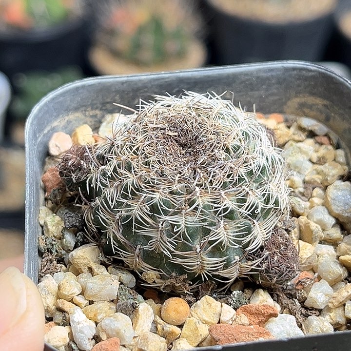 自根勾宝群一颗3.4公分