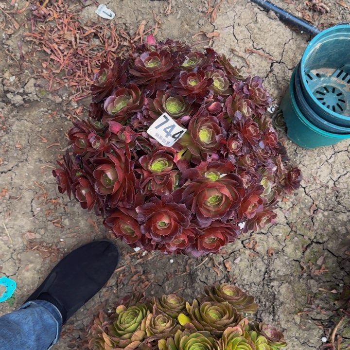 荷兰玫瑰27-46包邮花花