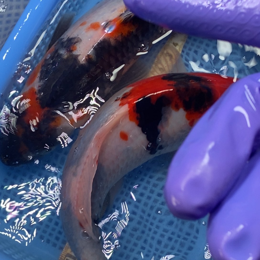 锦鲤冷水锦鲤包邮