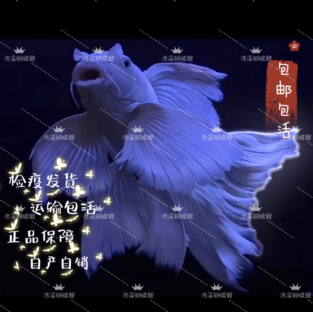 【洛溪蝴蝶鲤】11-13公分白球/白短渔场直发混养群养顺丰台系