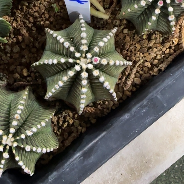 花*14-0118泰国发货多肉