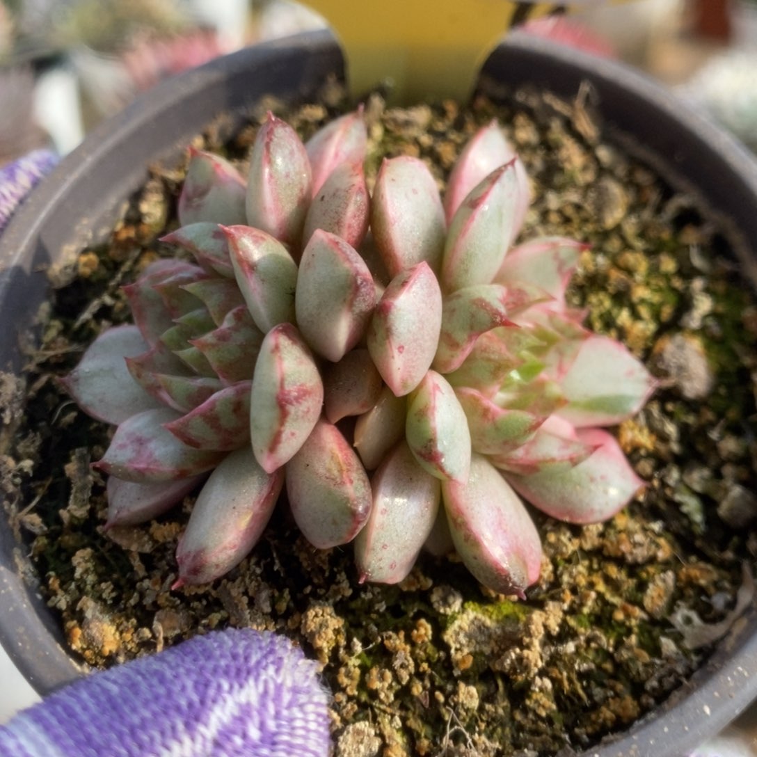 635血燕锦锦锦锦锦