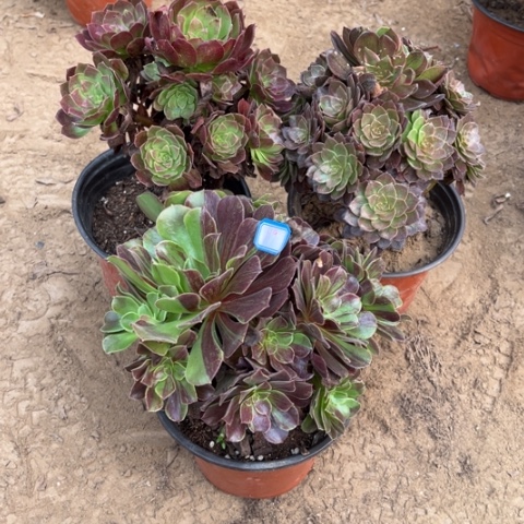 119多肉植物组合，