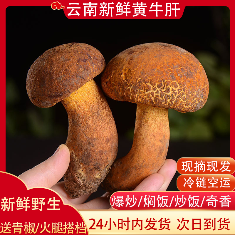 【空运包邮】新鲜黄牛肝菌云南野山菌见手青黄赖头自然山珍美味