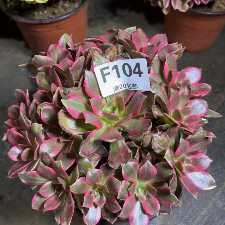 瑞妈多肉植物，104.浣纱