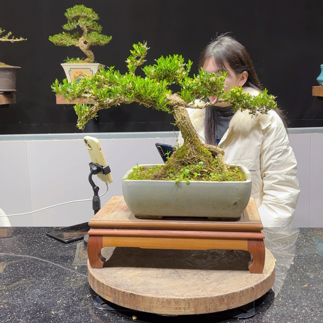 四季常青老桩黄杨盆景