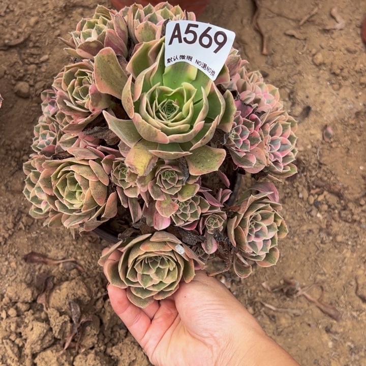 粉女郎多肉植物569.