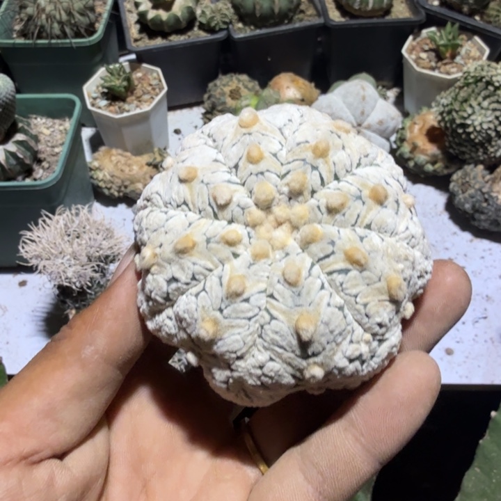 ｖ，兜浓白仙人球开花无根