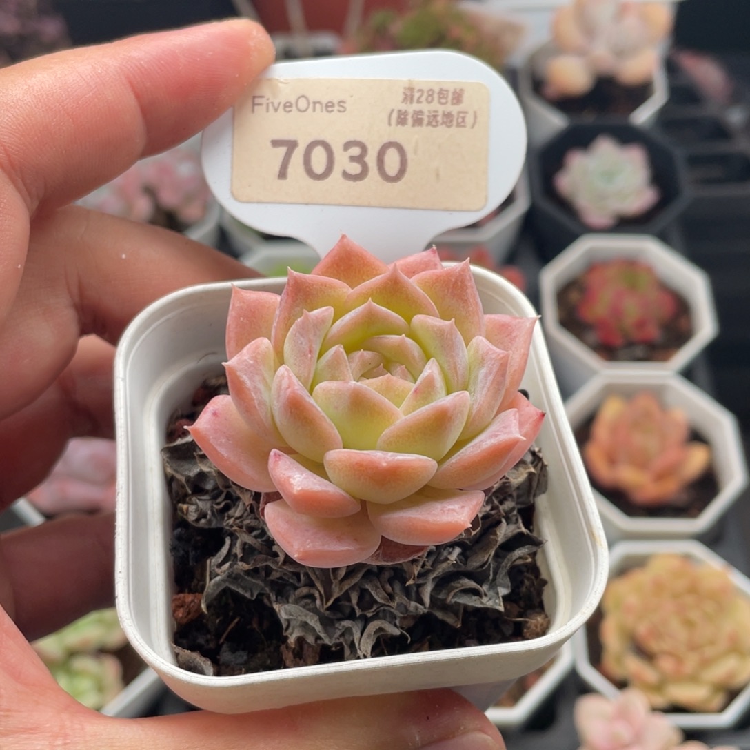 纯爱7030-4.5厘米