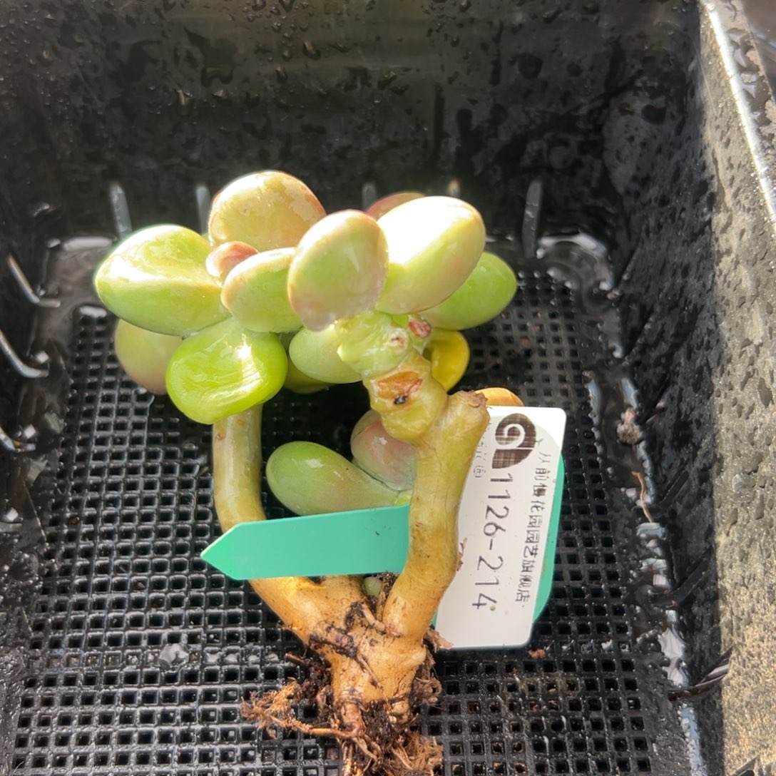 从前慢花园多肉编号1126-214