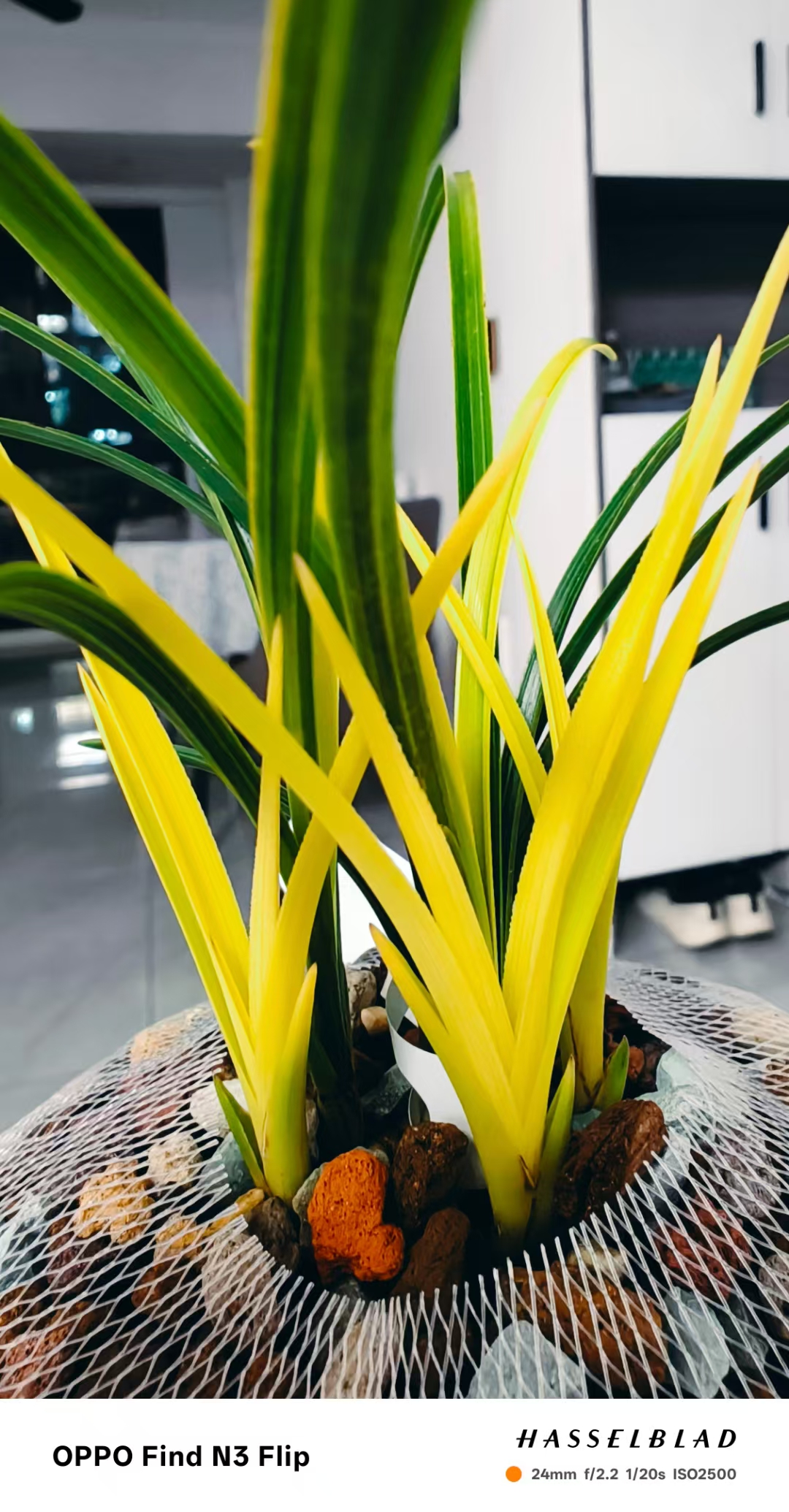 河南兰花苗室内盆栽绿植草荷瓣叶山水画兰花