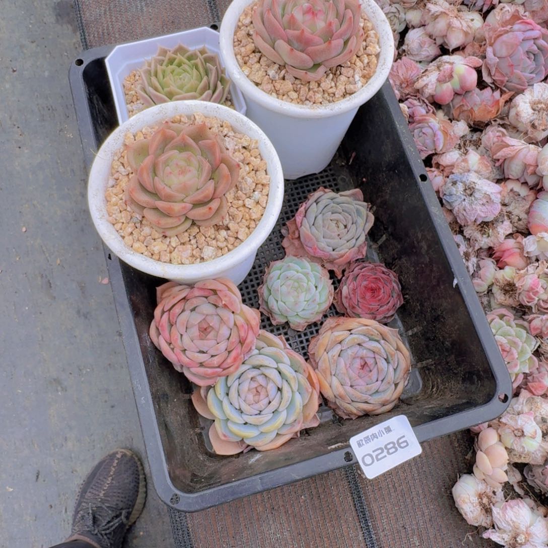 薛***雯多肉植物杂交发货0286