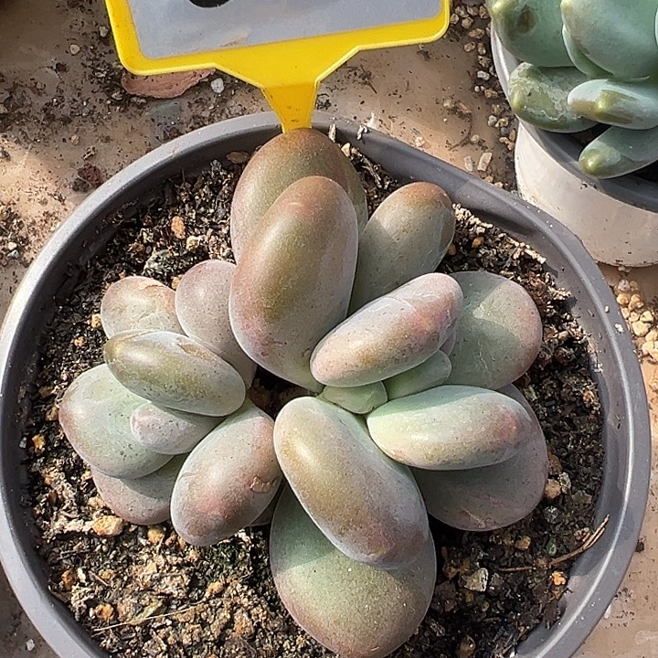 X系一物一拍944..