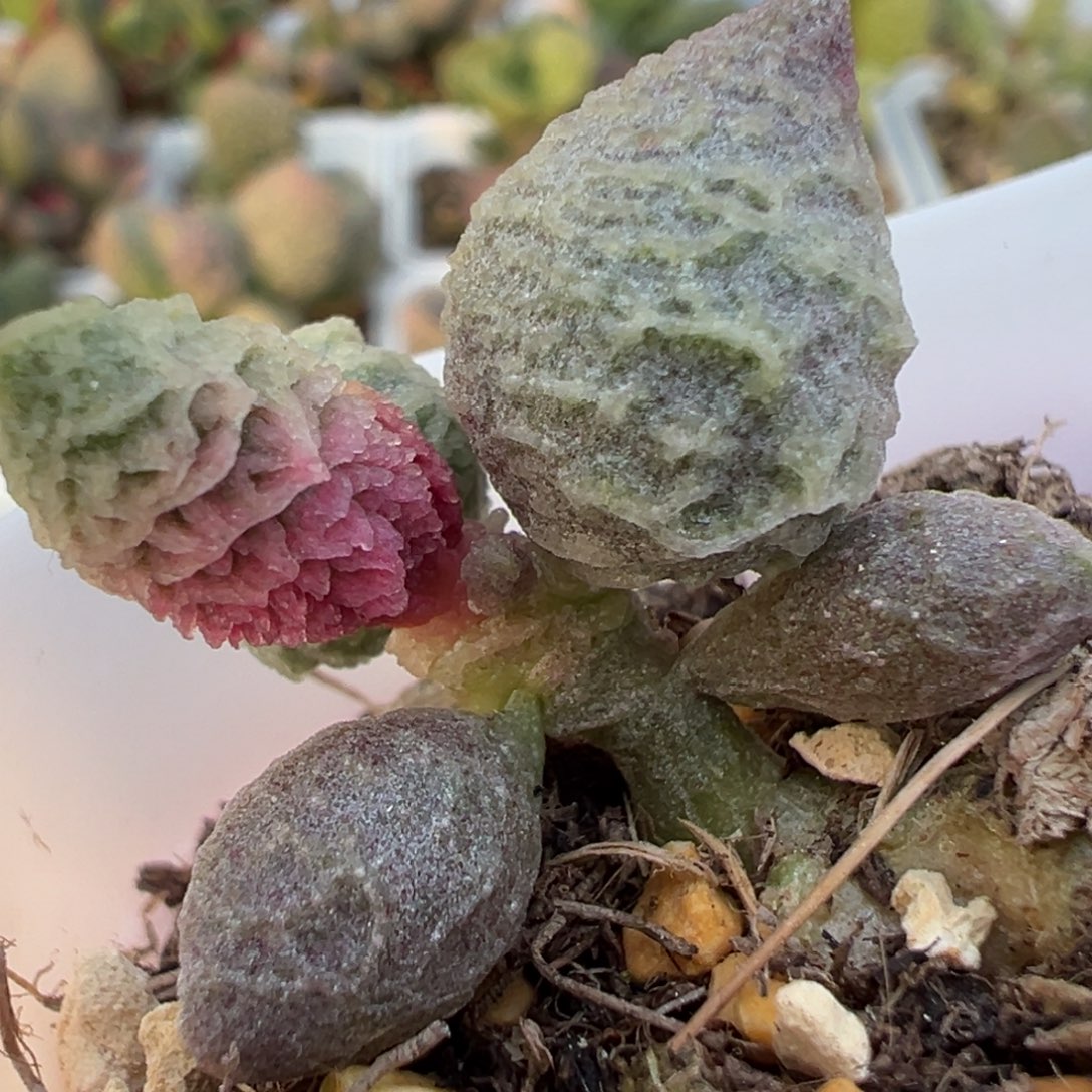 倒刺融化纹冰激凌多肉植物