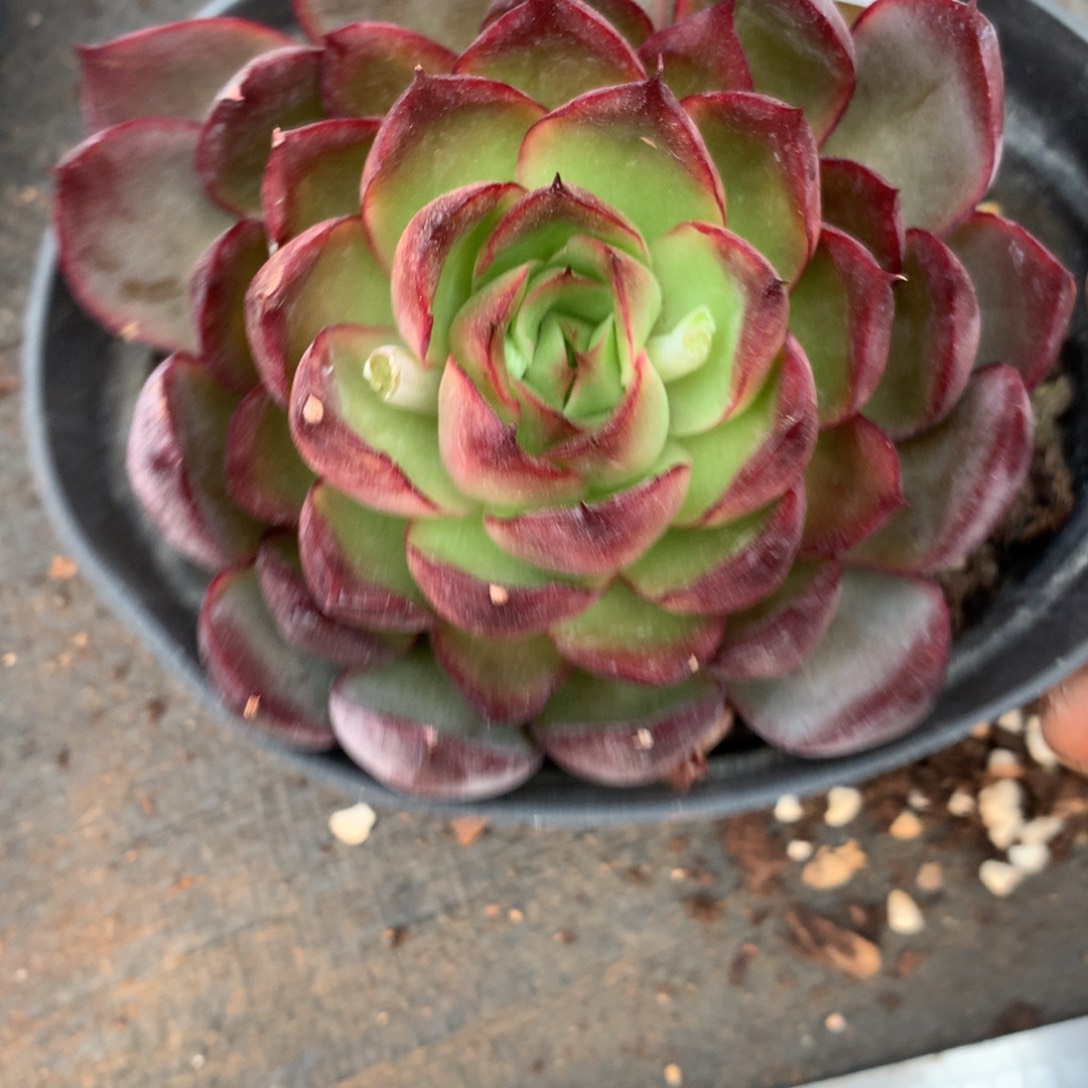 7475杂交多肉植物