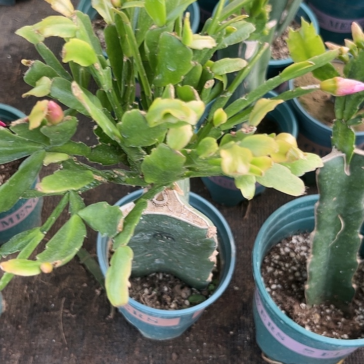 偏***你59好茜斯帕丽斯紫色单瓣