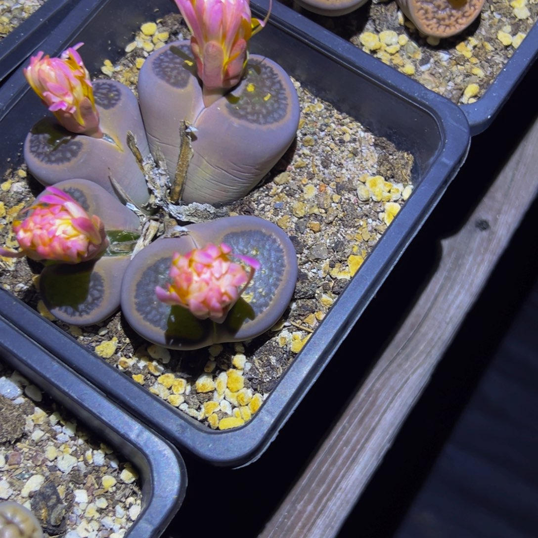 928 一物一拍，默认有伤，介意勿拍，不退不换