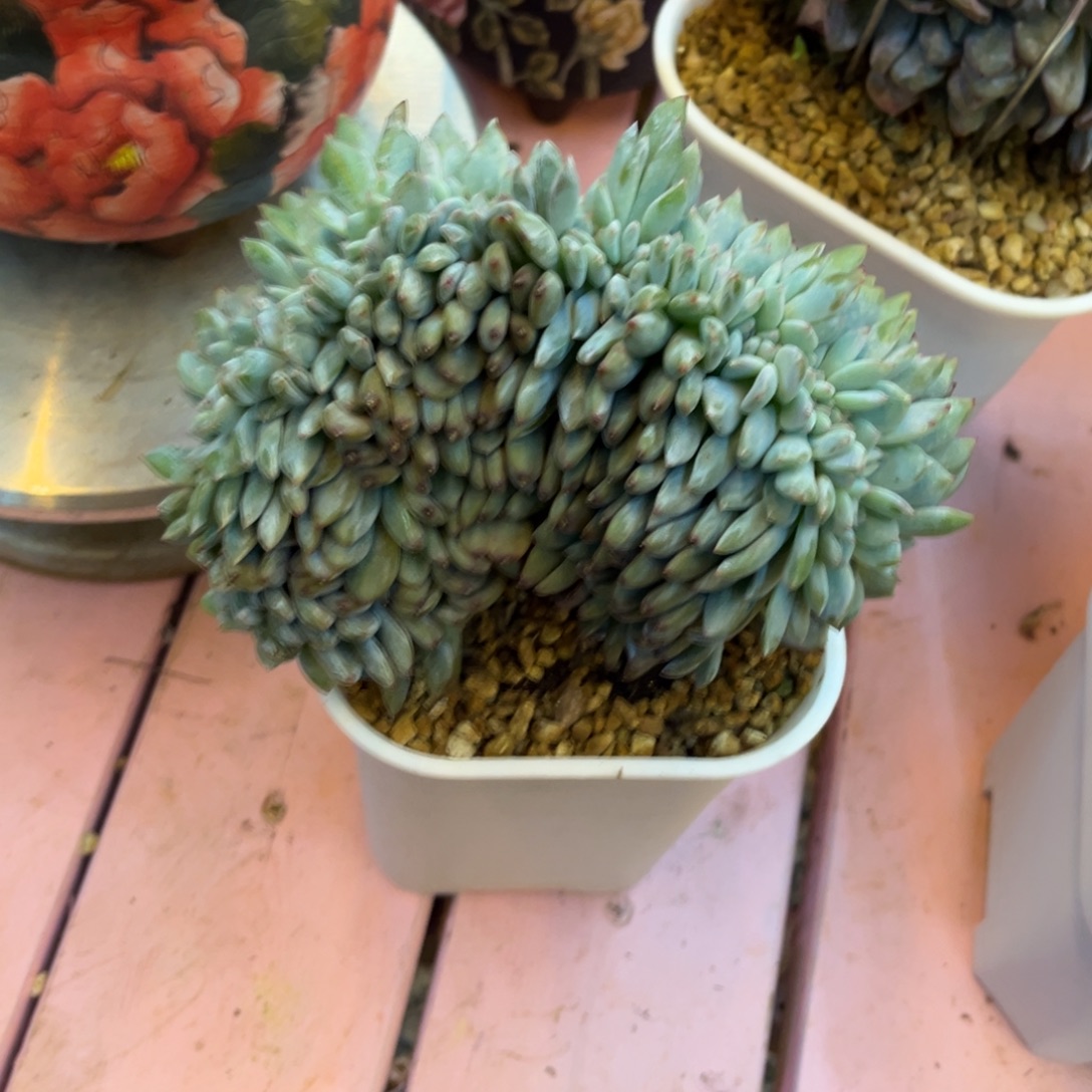 南***x星影缀化230拍链接