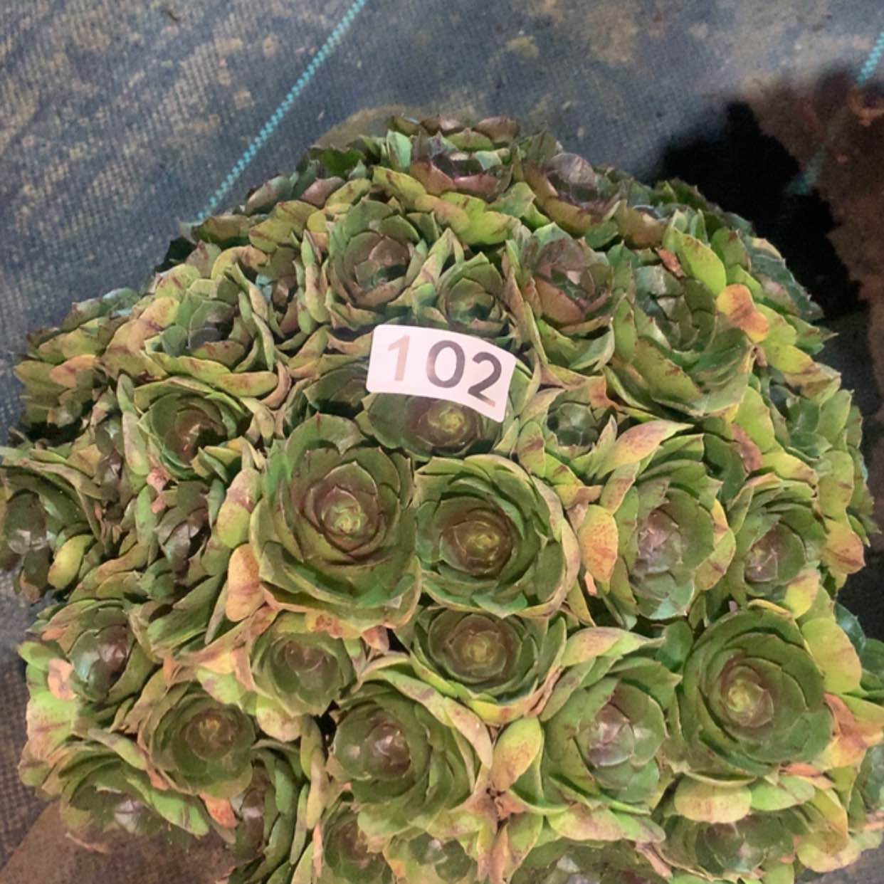 【闪购商品】102万拉丝