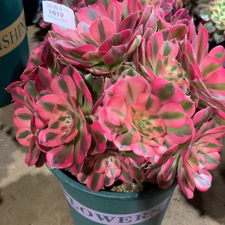 1019粉女巫多肉植物