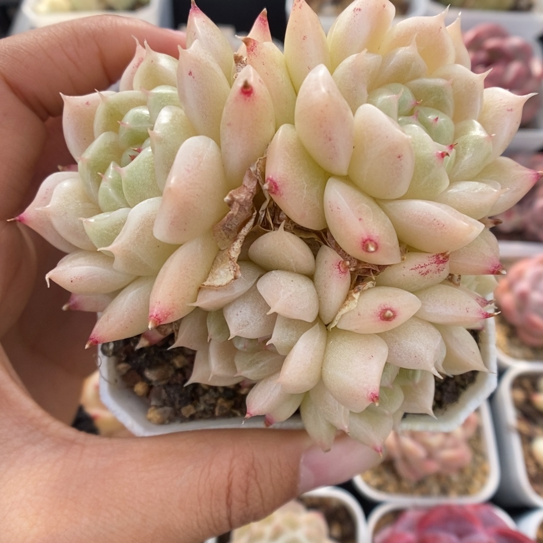 油透珠光麦秆群生425号