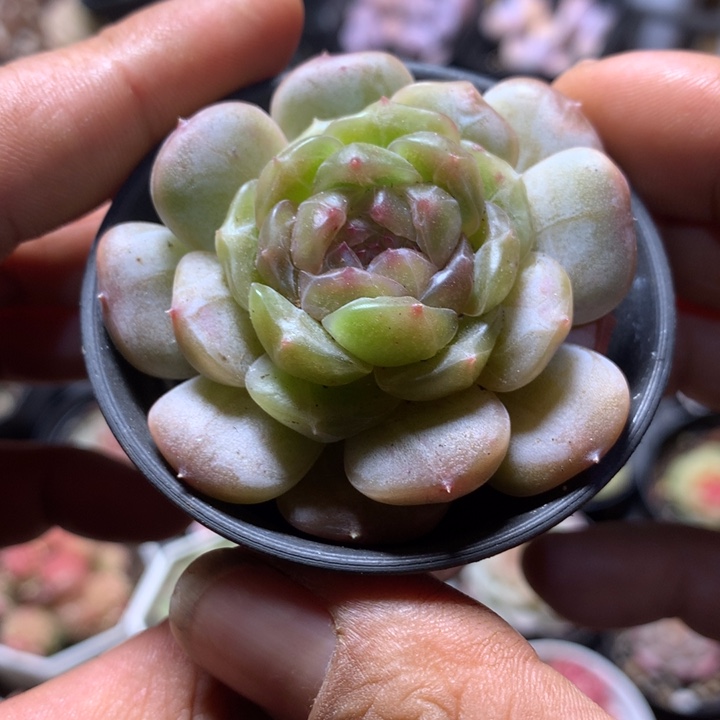 白色恋人一物一拍