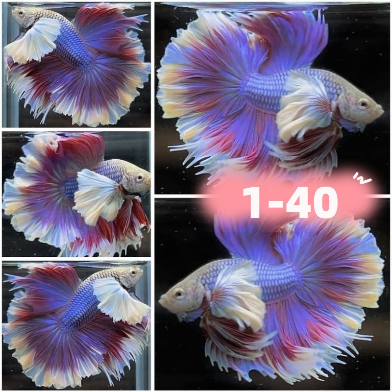 【1-40】直播精选泰国斗鱼网红婚纱鱼半月斗鱼宠物热带观赏鱼好养