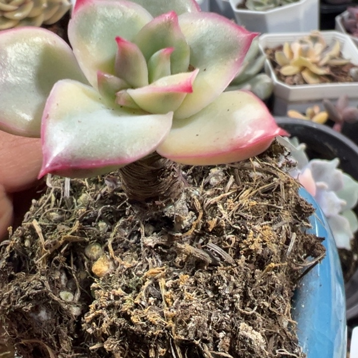 老桩精控锦多肉植物597