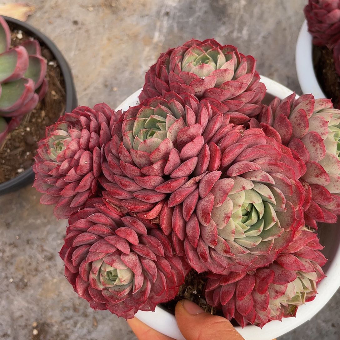 朱砂痣052 多肉多肉多肉