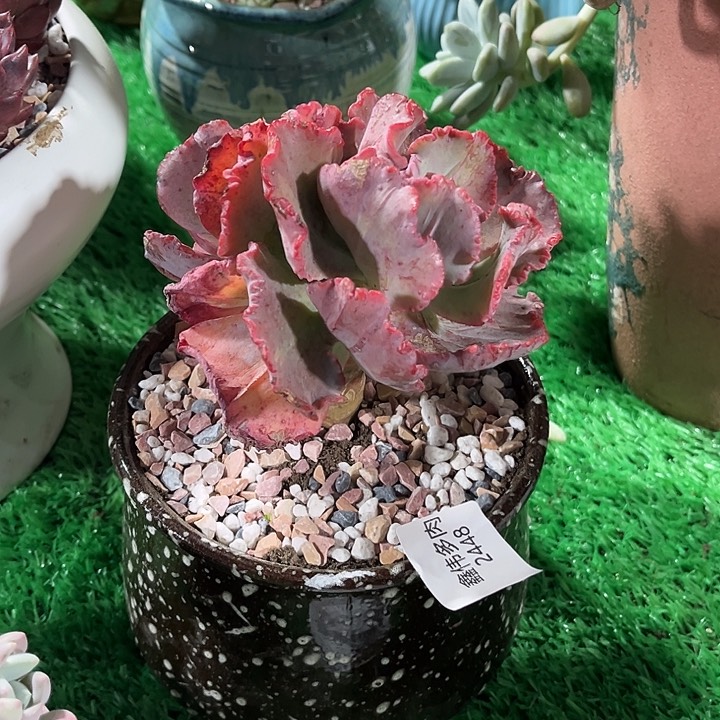 鑫伟多肉舞会红裙2448