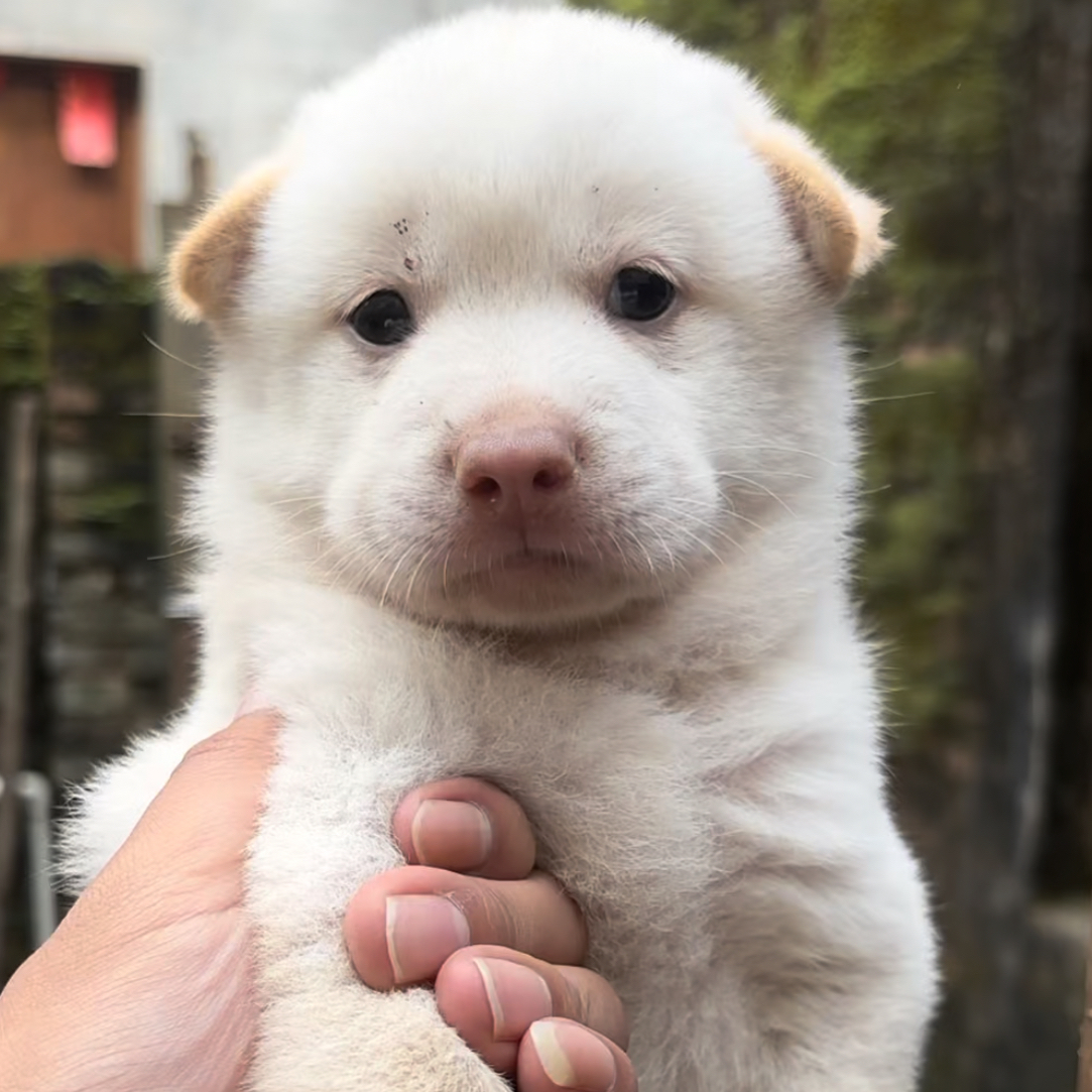 陆水田园犬土松活体狗狗宠物