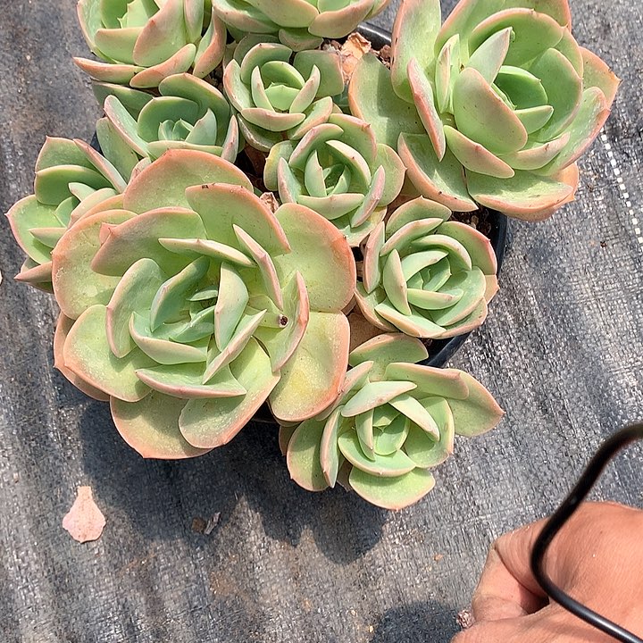 无花朵星***雨多肉植物54455666