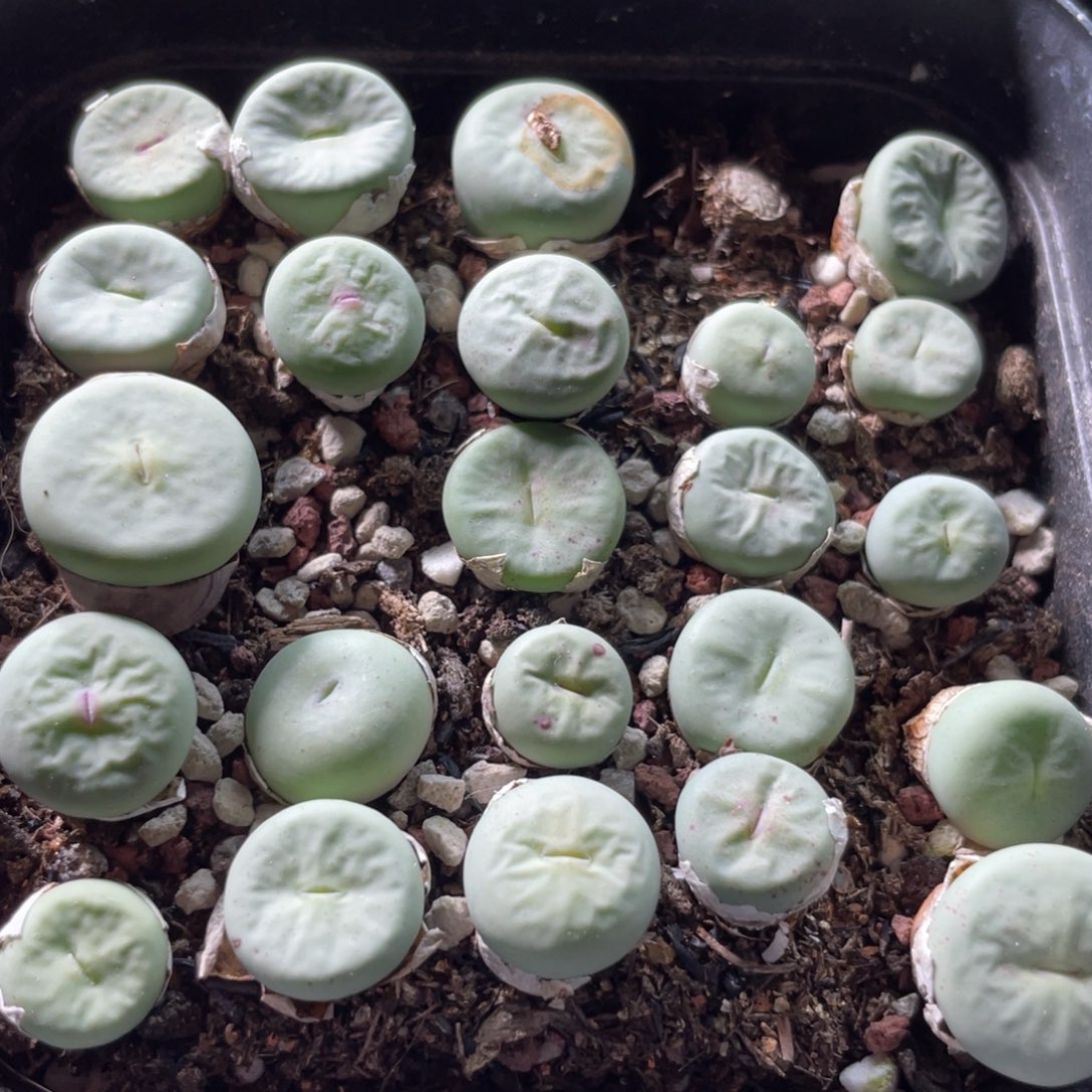 大盆特价一物一拍～6