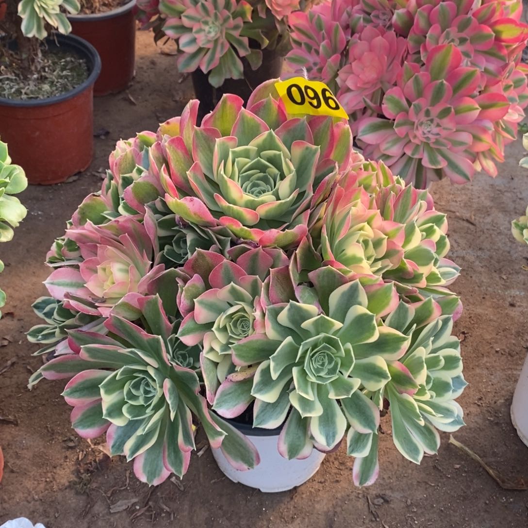 白凤多肉法师096