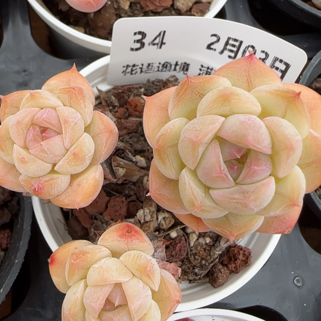 花语逸镜0203-34