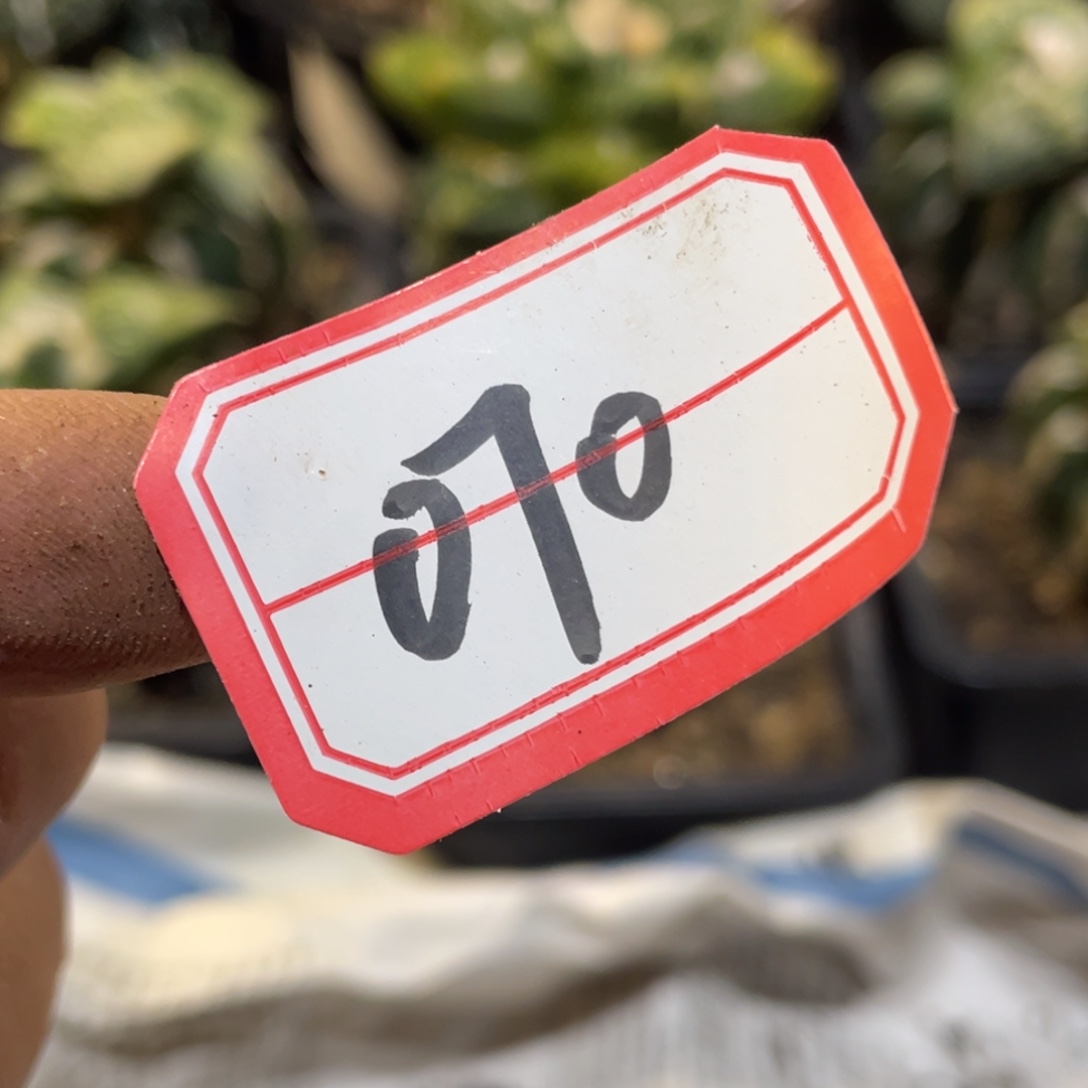 无花朵自根仙人球070