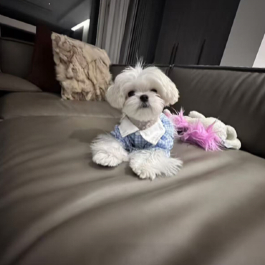 【阿方家的马尔济斯-新】宠物活体萌犬狗小狗
