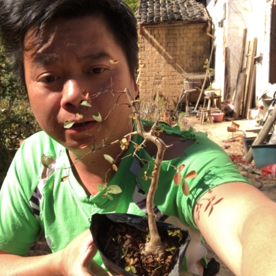 无花朵盆景盆栽（不退不换不包成活率）