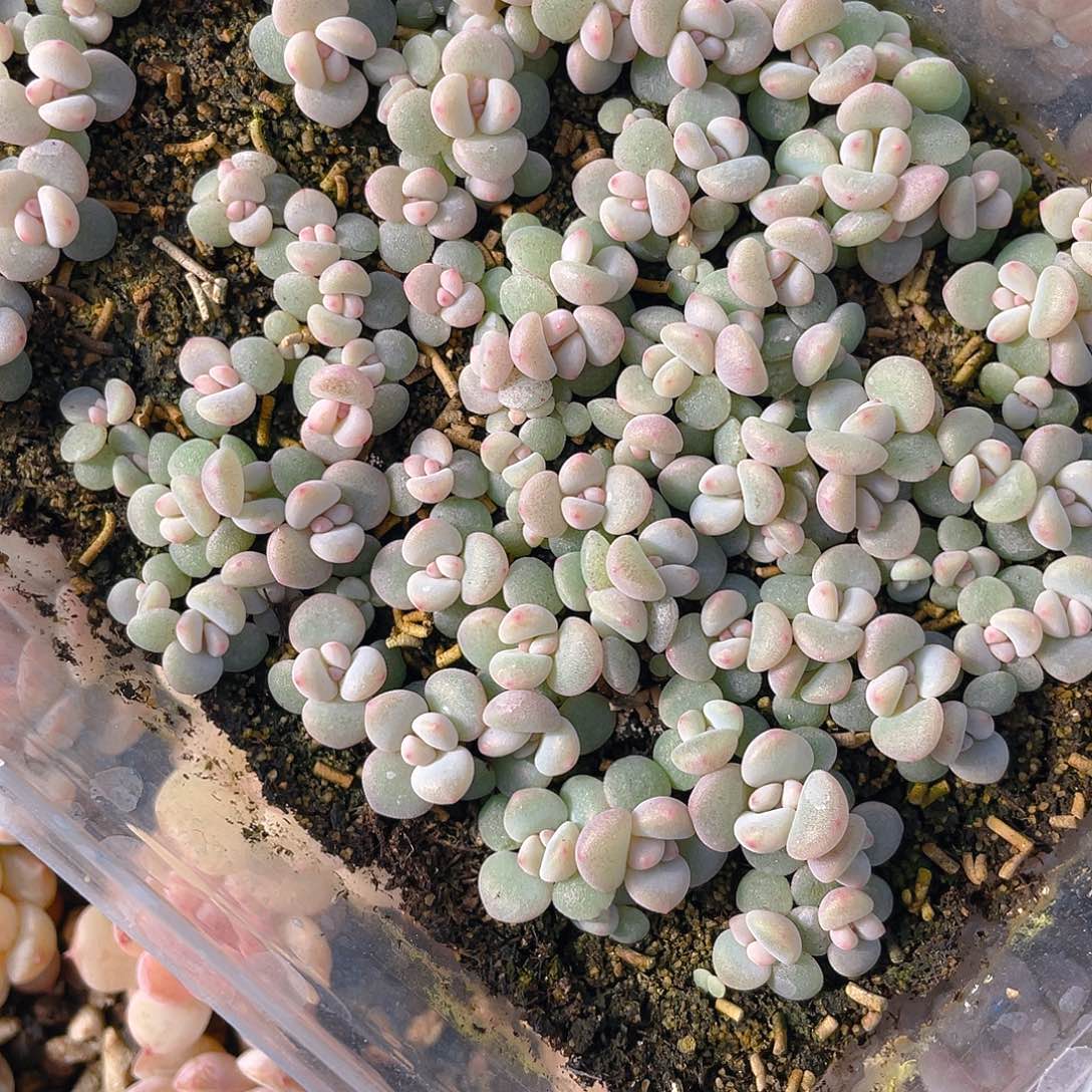 ^****多肉植物多肉植物104