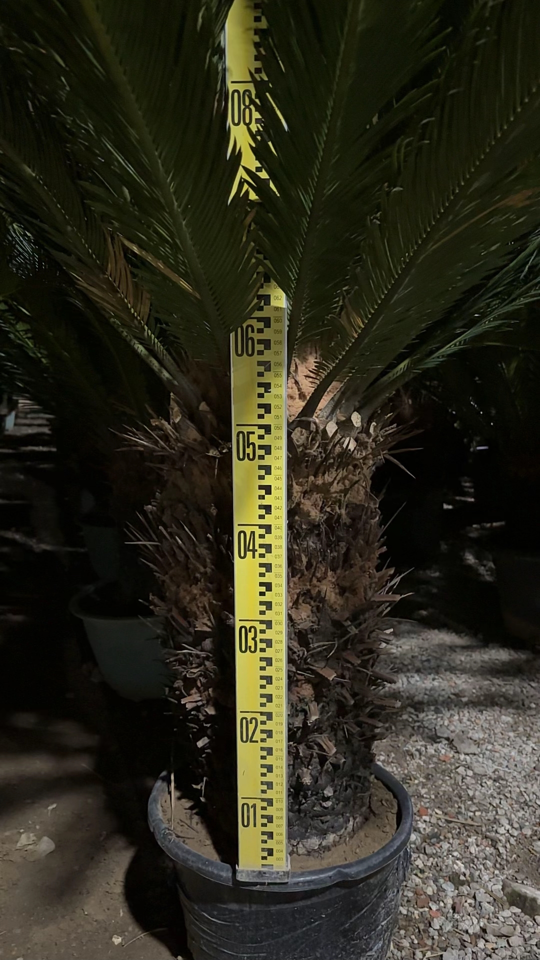 大铁树大型室外绿植落地盆景好养易活绿植盆栽可放门前