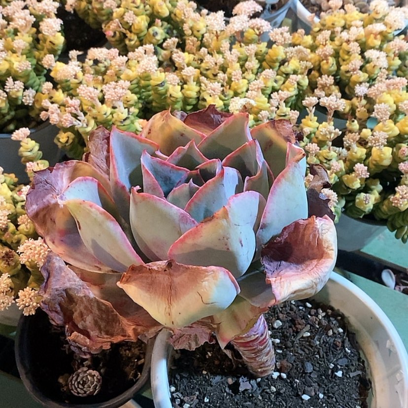 【闪购商品】肯尼迪16109