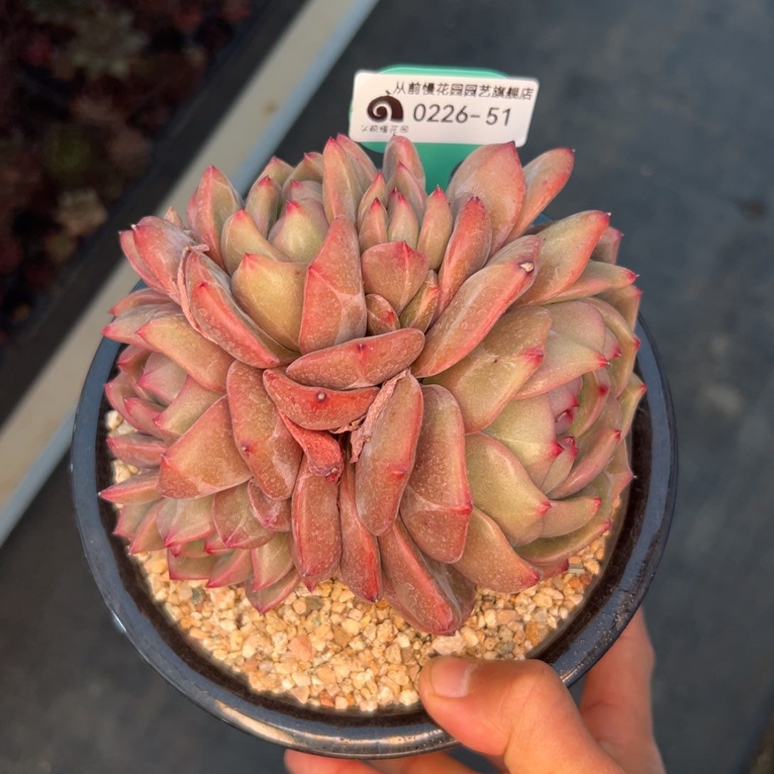 多肉一物一拍0226-51